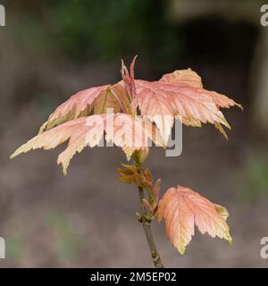 Junge kupferfarbene Blätter im Frühling Stockfoto
