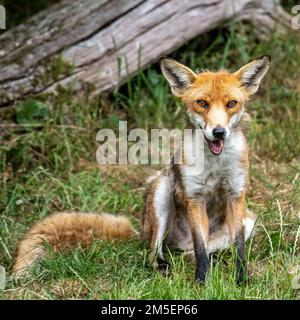 Der Fuchs ruht sich auf dem Wiesenfeld aus Stockfoto