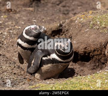 Ein Paar wilde Magellanische Pinguine, Spheniscus magellanicus, am Eingang zu ihrer Nistgrube auf Pebble Island, Falklandinseln Stockfoto