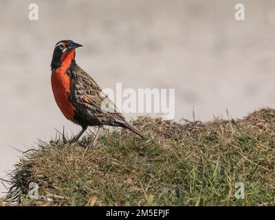 Ein männlicher Langschwanzmeadowlark, Leistes loyca, hoch oben auf Gras am Rande eines völlig abgeschotteten Strands auf den Carcass Islands, Falkland Islands. Stockfoto