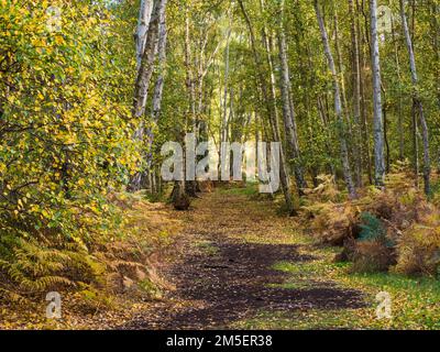 Im Holme Fen National Nature Reserve, Cambridgeshire, England, könnt ihr den Torfpfad durch Birkenwälder bestaunen Stockfoto