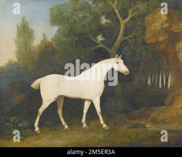 George Stubbs - Selim, ein grauer Jäger in einem Paddock - 1802 Stockfoto