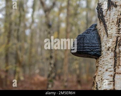 Hufpilz (Fomes fomentarius), der auf Birken wächst, Holme Fen, Cambridgeshire, England Stockfoto