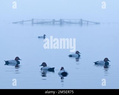 Gruppe von Gemeinen Pochard (Aythya ferina) auf stillem Wasser vor überfluteten Toren bei nebligen Bedingungen, Welney, Ouse Washes, Norfolk, England Stockfoto