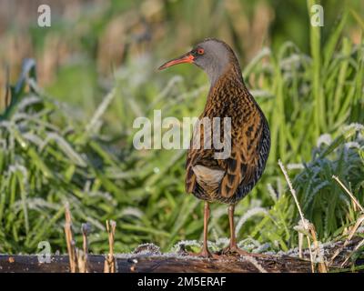 Water Rail (Rallus aquaticus) in frostiger Vegetation, Suffolk, England Stockfoto