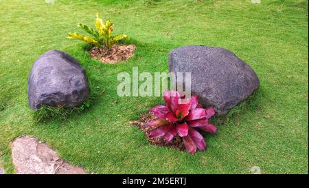 Rote Bromelien sind Zierpflanzen, die zur Familie der Ananas im öffentlichen Park gehören Stockfoto