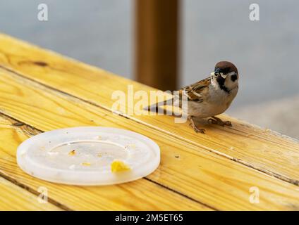 Ein Spatz sitzt auf einer Bank und isst Brotkrümel Stockfoto