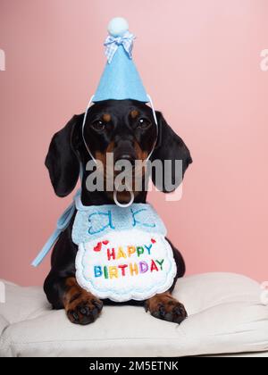 Schwarzer und brauner Dackel-Hund mit Hut und Lätzchen zum Geburtstag Stockfoto