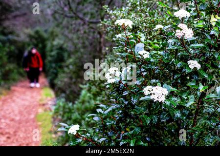 Blühende Sträucher an dem Weg, auf dem der Mann in der roten Jacke läuft. Stockfoto