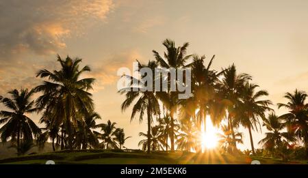 Sommerhintergrund. Palmen und Sonnenuntergang. Sonnenbalken, die durch tropische Bäume blicken Stockfoto