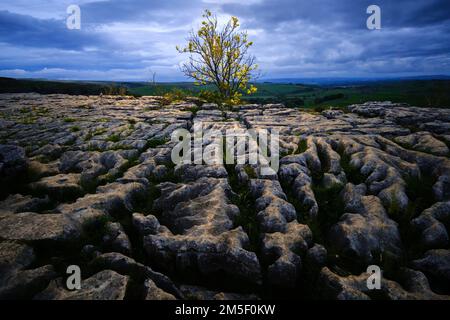 Ein einsamer Aschebaum auf dem Kalksteinpflaster über Malham Cove in North Yorkshire Stockfoto