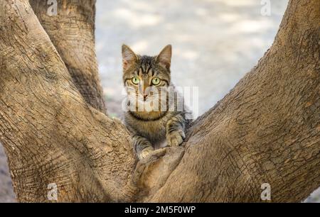 Eine niedliche Katze, die auf einer Gabel eines alten dicken Olivenbaums steht und merkwürdig aussieht, Samos, Griechenland Stockfoto