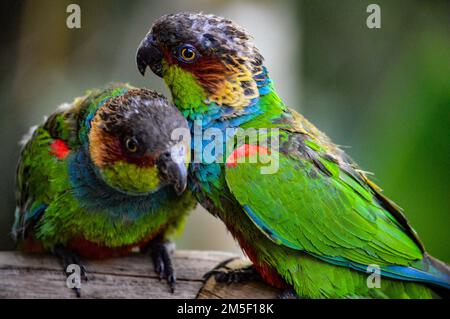 Eine Nahaufnahme von zwei ockermarkierten Sittichen Stockfoto