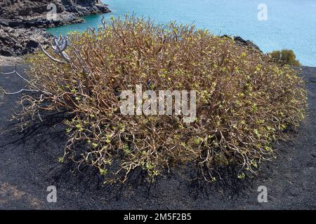 Nahaufnahme der Tabaiba-Pflanze auf dem vulkanischen Felsen Stockfoto