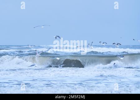Möwen über dem stürmischen Nordmeer. Hochwertiges Foto Stockfoto