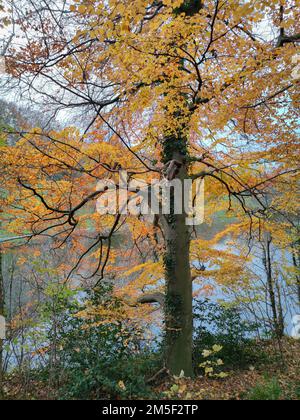 Wunderschönes Herbstbild der Zweige einer europäischen Buche (Fagus sylvatica) mit lebhaften gelben bis orangefarbenen Blättern. Stockfoto