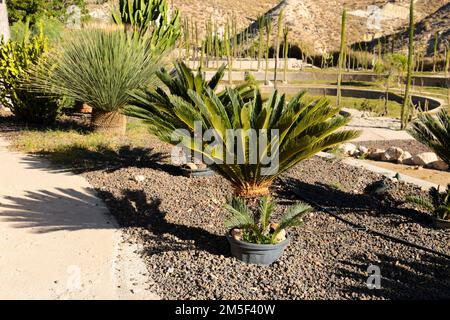 Cycas revoluta pflanzt im Frühling unter der Sonne im Garten Stockfoto