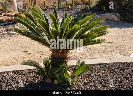 Cycas revoluta pflanzt im Frühling unter der Sonne im Garten Stockfoto