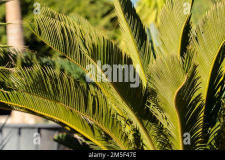 Cycas revoluta pflanzt im Frühling unter der Sonne im Garten Stockfoto