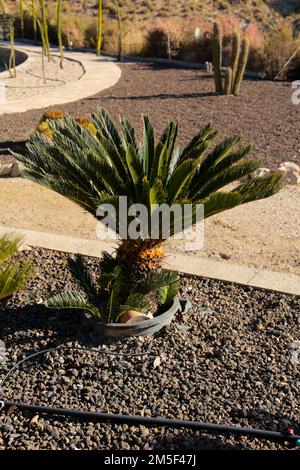 Cycas revoluta pflanzt im Frühling unter der Sonne im Garten Stockfoto