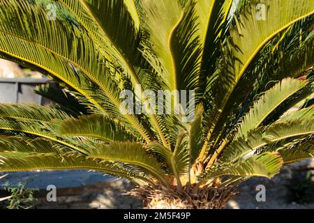 Cycas revoluta pflanzt im Frühling unter der Sonne im Garten Stockfoto