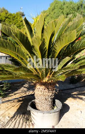 Cycas revoluta pflanzt im Frühling unter der Sonne im Garten Stockfoto