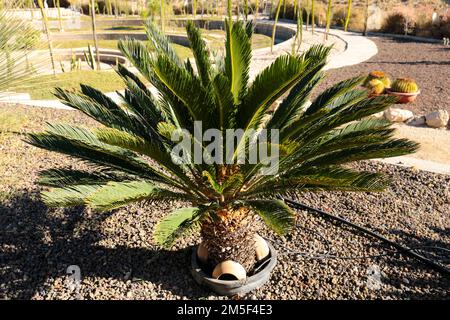 Cycas revoluta pflanzt im Frühling unter der Sonne im Garten Stockfoto