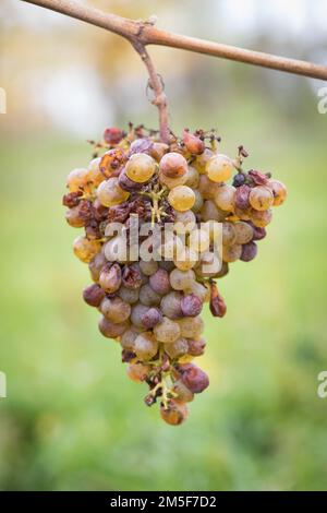 Eiswein. Weintrauben für Eiswein. Warten auf den ersten Frost, bevor die Trauben für den süßesten Dessertwein der Saison geerntet werden. Untere Kennz Stockfoto