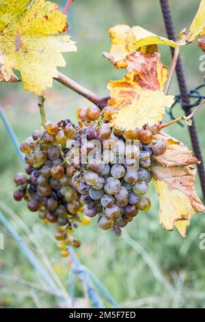 Reife Trauben in den österreichischen Weinbergen. Bereit für die Ernte im Herbst. Stockfoto