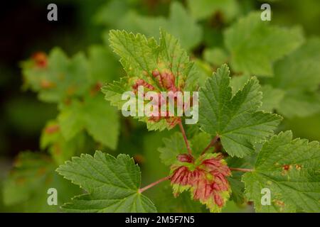 Insektenschädlinge: gallenblut auf roter Johannisbeere. Beschädigte Blätter Stockfoto