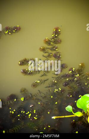 Eine vertikale Aufnahme von Myriophyllum spicatum (Eurasisches Wassermilchfoil oder gespiktes Wasser-Milfoil) Stockfoto