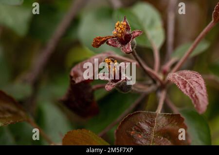 Ovarien eines Zierapfelbaums im Nahbereich Stockfoto