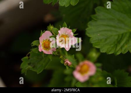 Erdbeeren mit rosa Blumen, blühende Erdbeeren Stockfoto