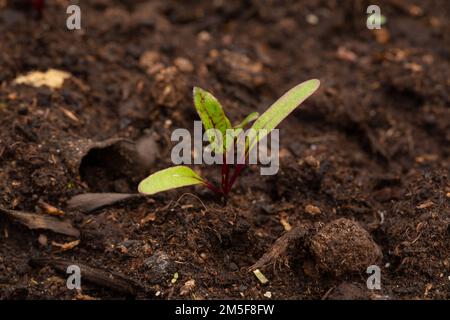 Rüben-Setzlinge, Gartensaison, Gemüsegarten in der Stadt Stockfoto