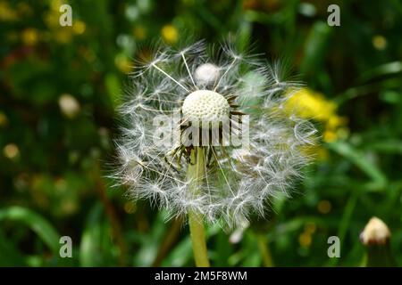 Der letzte Samen eines Löwenzahns Stockfoto