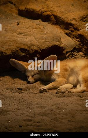 Ein vertikaler Schuss eines wunderschönen flauschigen Fuchses, der im Sand schläft, mit Felsen im Hintergrund Stockfoto