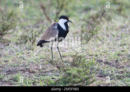 Sporenflügelpfeifer (Vanellus spinosus), auch bekannt als Stechflügelpfeifer Stockfoto