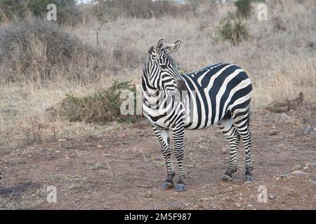 Prärie oder Burchell-Zebra (Equus quagga), auch bekannt als gewöhnliches Zebra Stockfoto