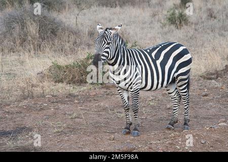 Prärie oder Burchell-Zebra (Equus quagga), auch bekannt als gewöhnliches Zebra Stockfoto