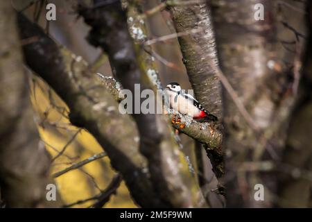 Großer Specht mit Flecken (Dendrocopos Major) Stockfoto