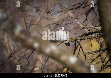 Eurasian collared dove (Streptopelia Decaocto) Stockfoto