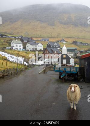 Ein Schaf auf der Straße im Dorf Bøur Stockfoto