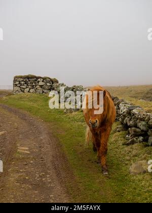 Ein Pferd auf den Feldern der Insel Mykines Stockfoto