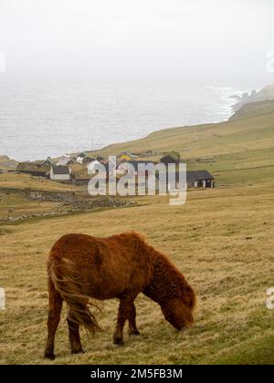 Ein Pferd, das auf den Grasfeldern der Insel Mykines weidet Stockfoto