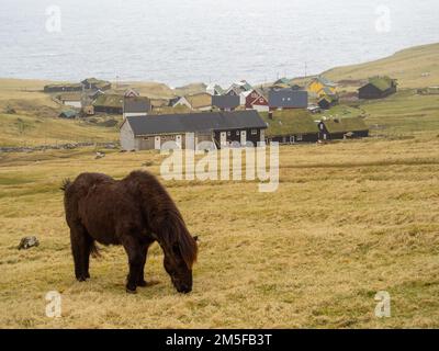 Ein Pferd, das auf den Grasfeldern der Insel Mykines weidet Stockfoto