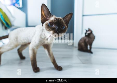 Eine Devon-rex-Katze, die auf dem Boden steht und genau hinsieht. Noch eine Katze im Hintergrund. Mittlere Aufnahme. PET-Konzept. Unscharfer Hintergrund. Hochwertiges Foto Stockfoto