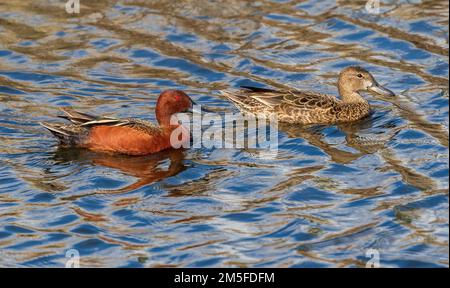 Zimt-Teal-Entenpaar, das in gemustertem Wasser schwimmt. Stockfoto