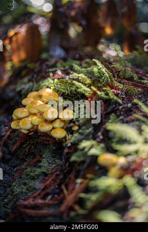 Hypholoma fasciculare, Schwefel aus einem gefallenen Baumstamm Stockfoto