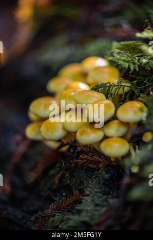 Hypholoma fasciculare, Schwefel aus einem gefallenen Baumstamm Stockfoto