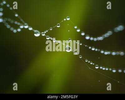 Eine Naht aus Tau, Wassertropfen, Tröpfchen, die eine natürliche Perlenkette auf einem Spinnennetz bilden Stockfoto